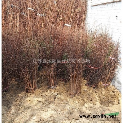 春季大甩卖：樱花苗，紫穗槐，西府海棠苗，红叶李苗，红梅，国槐