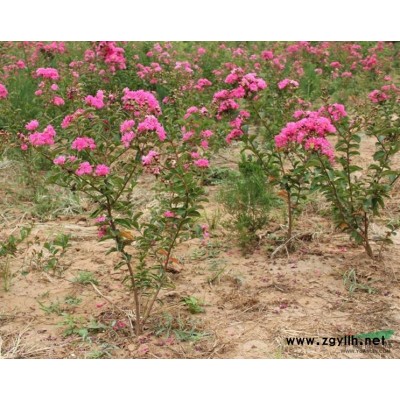 山东红叶李1信息