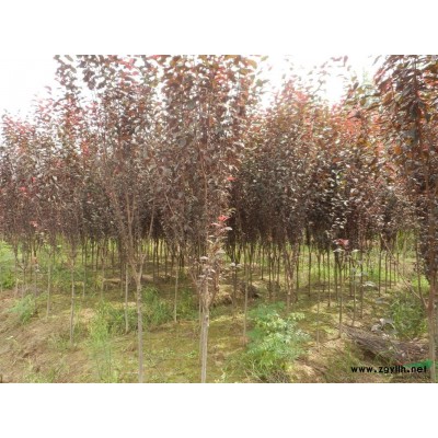 供应苗木小叶黄杨，红叶李