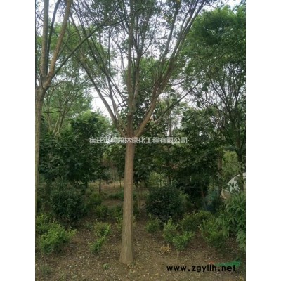 优质特价连翘小苗产地直销