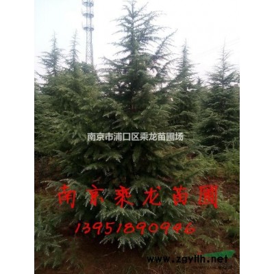 200公分桂花-200cm桂花基地长期批发