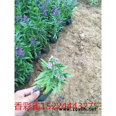 金边连翘盆栽苗，山东种植基地，苗圃批发价格