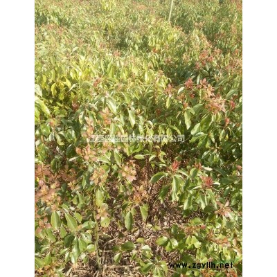 红叶石楠米径10公分11公分13公分14公分红叶石楠价格12公分