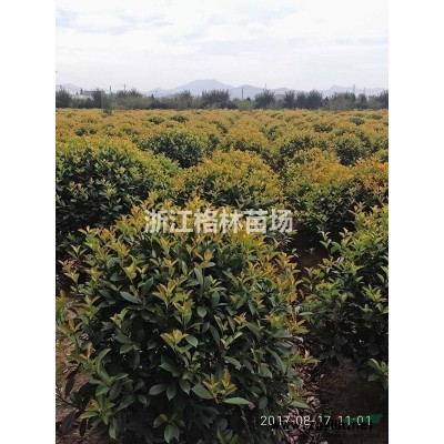 红叶石楠球\精品红叶石楠球\红叶石楠球价格图2