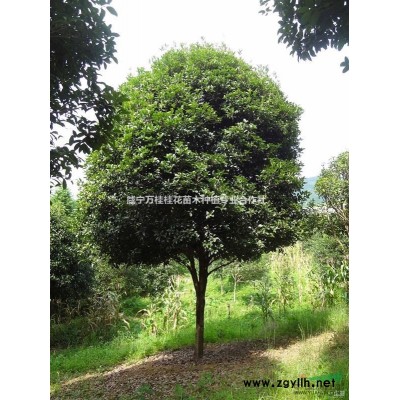 湖北红叶石楠大杯苗