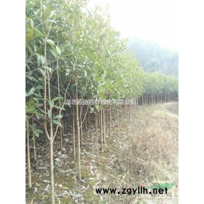 自产自销红叶石楠小苗0.3元湖北百信园林基地品种好易成活，价格优惠