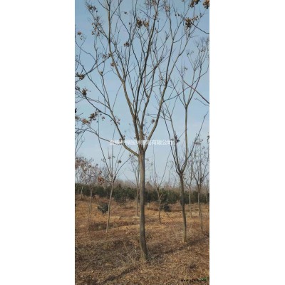 安徽红叶石楠球球形好，1.5米红叶石楠球，1米红叶石楠球新报价