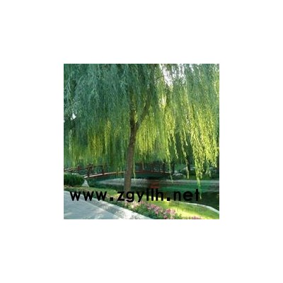 金钟连翘 华北连翘 东北直立连翘 从生连翘球