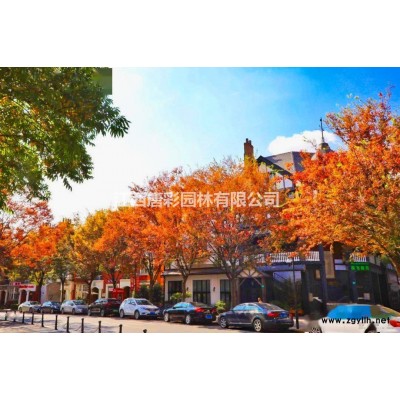 朝阳金钻彩桂对比红叶石楠有什么区别江西抚州园林苗木色块朝阳金钻彩桂*矮彩桂*品种