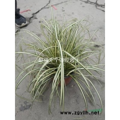 出售高杆红叶石楠