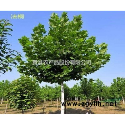 河南地区供应3/5/8公分红叶石楠
