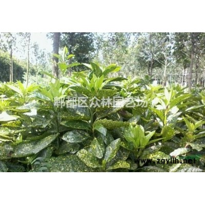 四川成都红叶石楠价格，红叶石楠基地批发