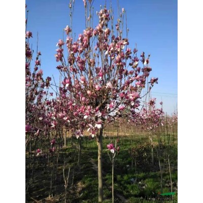 河南[产品]/河南红叶石楠2价格/报价