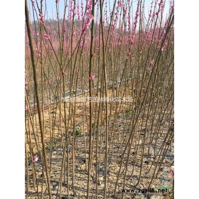 浙江地区供应红叶石楠2-15公分量大优惠