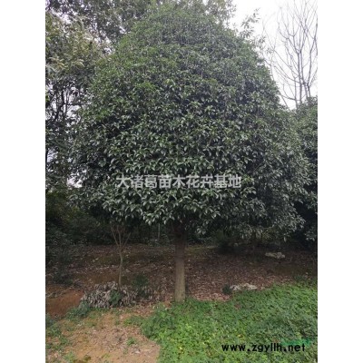 长期低价供应25-120cm红叶石楠球和小苗