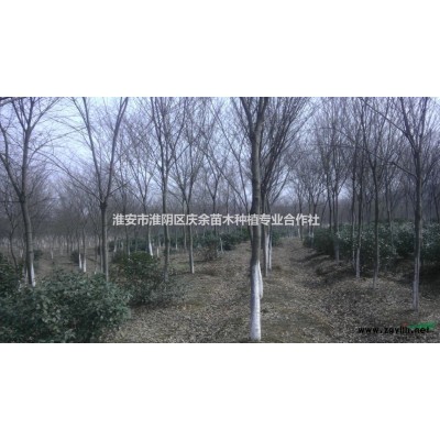 江苏淮安供应优质红叶石楠树，5公分红叶石楠树价格