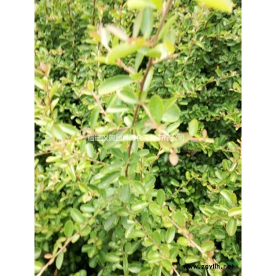 江苏供应红叶石楠规格* 红叶石楠报价