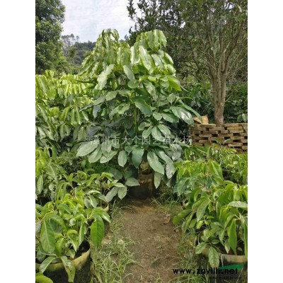 漳州市金边假连翘基地供应