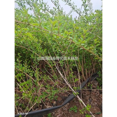 山西供应营养杯连翘 运城连翘苗规格*