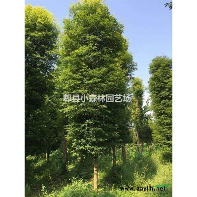 石楠球，红叶石楠球