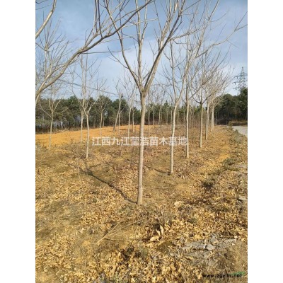 红叶石楠小苗 红叶石楠杯苗行情报价/红叶石楠小苗 红叶石楠杯苗图片展示