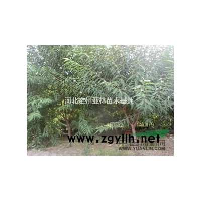 连翘 连翘价格 连翘绿化苗木基地 金钟银翘