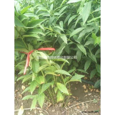 江苏连翘 连翘小苗价格图片/江苏连翘 连翘小苗价格报价