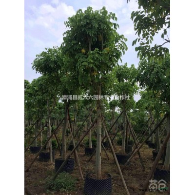 福建漳州花叶假连翘7斤袋高25公分价格0.7元，基地直销