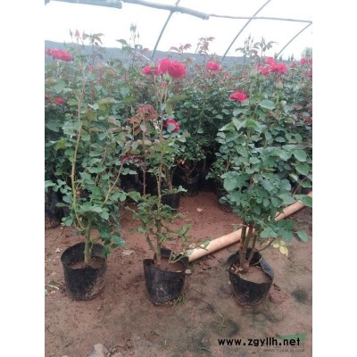 山东地区供应连翘