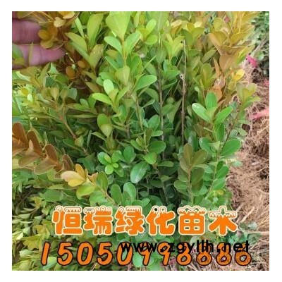 连翘小苗行情报价/连翘小苗图片展示