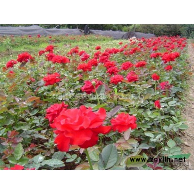 连翘.黄金条.黄老虎