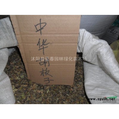 我场常年供应优质连翘苗木，长势喜人，规格*，基地直销