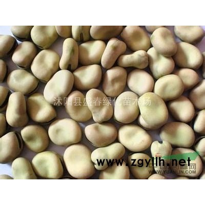 批发各种林木种子 连翘种子 新种子 提供种植技术 包发芽