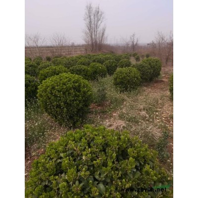 红叶石楠大杯苗