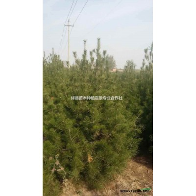 钙果苗连翘苗苹果苗梨树苗杏树苗葡萄苗