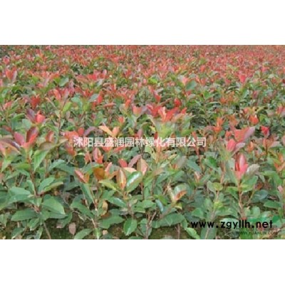 棣棠、连翘、映山红、