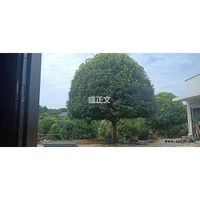 急出!! 诚信低价出售红叶石楠（分枝1.3米左右，杆径10公分)数量200株