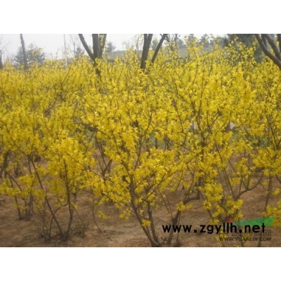 连翘供应/连翘图片