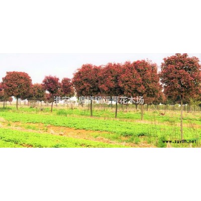 高杆红叶石楠（精品）