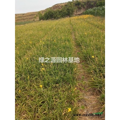 山东地区大量供应红叶石楠球