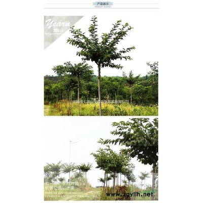 优质高杆红叶石楠