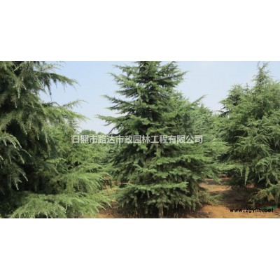 精品红叶石楠球基地直供无差价