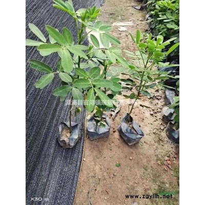 红叶石楠高度30-50 漳州基地直发