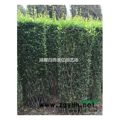 蔷薇 金叶连翘  金丝桃 金丝梅