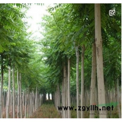 河北供应千头椿规格*/木槿、紫薇、紫荆、珍珠梅、红玫瑰、白玫瑰、黄刺梅、连翘、金银木、红叶碧桃、绿叶碧桃