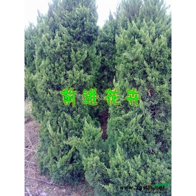 金叶女贞、连翘、垂丝海棠