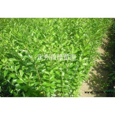 供应连翘大量供应连翘