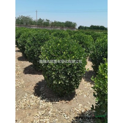 直销，黄杨球冠幅50-3米，黄杨柱子1米-2.5米高，红叶石楠球冠幅..