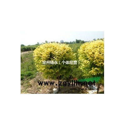 紫叶稠山桃李水蜡连翘金银木丁香锦带塔桧