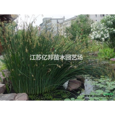 供应 连翘色块苗 金钟花 细叶连翘 黄金条 连翘球